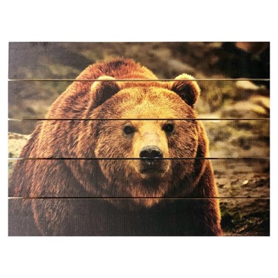 Картина для бани, тематика животные "Медведь бурый", МАССИВ, 40×30 см - фото 1675980