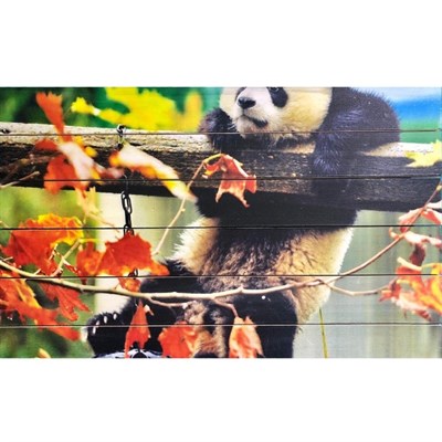 Картина для бани "Панда, висящая на заборе", МАССИВ, 40×60 см - фото 1676079
