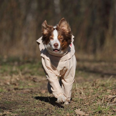 Комбинезон с ловушками от клещей OSSO, сука, 45 (ДС 45 см), хлопок, микс - фото 2019186