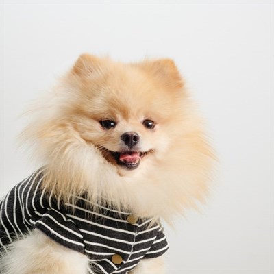 Комбинезон демисезонный на меховом подкладе, XXL (ОШ 34-38, ОГ 52-59, ДС 40 см), чёрный - фото 2019874