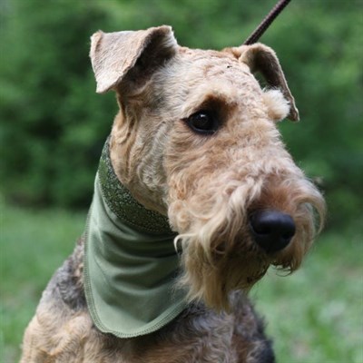 Косынка охлаждающая OSSO, L (70 х 28 см) - фото 2021210