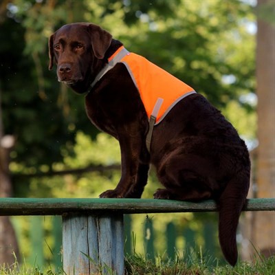 Сигнальный жилет для собак OSSO, 45 (ДС 25 см), микс цветов - фото 2021248