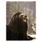 Картина для бани, тематика животные "Медвежий рык", МАССИВ, 40×30 см - фото 1675946