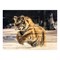 Картина для бани, тематика животные "Тигр в поле", МАССИВ, 40×30 см - фото 1675950