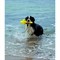 Апорт Trixie Mot-Aqua для игры на воде, 29 см, пенополиуретан - фото 2005365