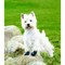 Ботинки Trixie Walker Active для собак,  L, 2шт. - фото 2020447