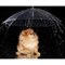 Зонт для животных "Дружок", d=76 см - фото 2021082